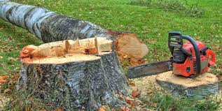 Best Tree Preservation Services  in Rosamond, CA