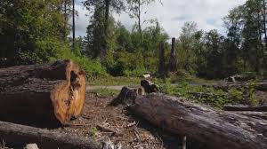 Best Tree Trimming and Pruning  in Rosamond, CA
