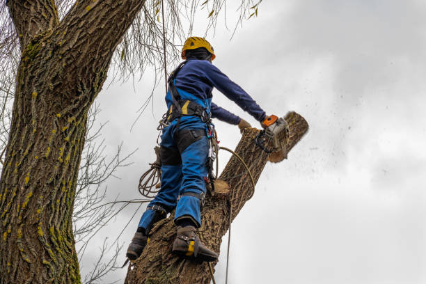 Best Tree Cabling and Bracing  in Rosamond, CA