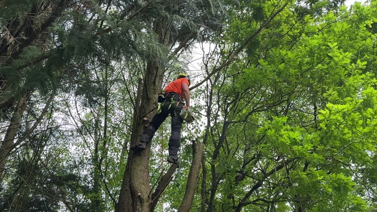 Trusted Rosamond, CA Tree Removal Experts
