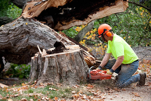 How Our Tree Care Process Works  in  Rosamond, CA