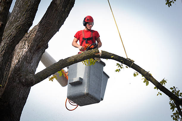 Best Tree Risk Assessment  in Rosamond, CA