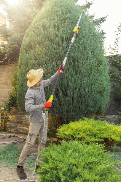 Best Sod Installation  in Rosamond, CA