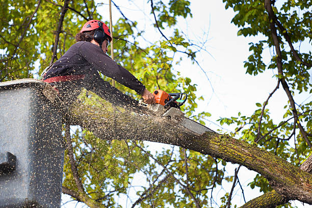 Best Tree and Shrub Care  in Rosamond, CA