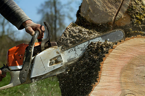 Best Hazardous Tree Removal  in Rosamond, CA